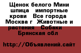 Щенок белого Мини шпица , импортные крови - Все города, Москва г. Животные и растения » Собаки   . Брянская обл.